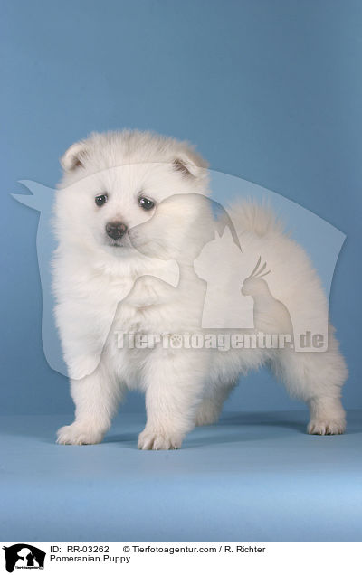 Spitz Welpe / Pomeranian Puppy / RR-03262