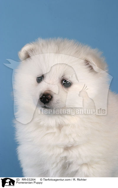 Pomeranian Puppy / RR-03264