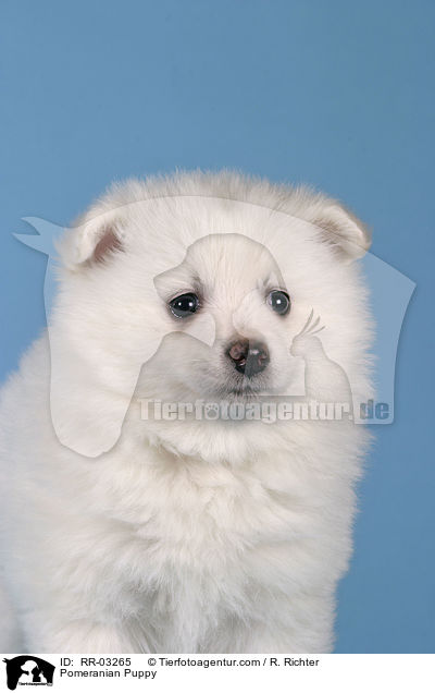 Spitz Welpe / Pomeranian Puppy / RR-03265