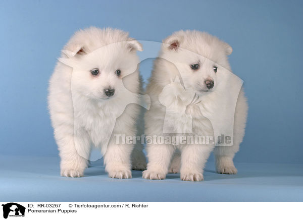 Pomeranian Puppies / RR-03267
