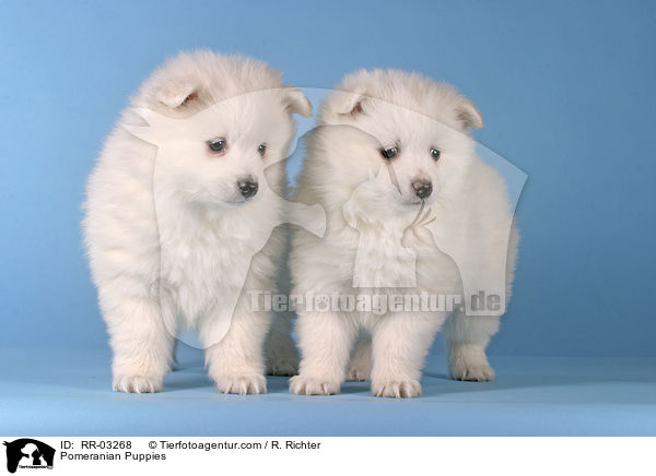 Pomeranian Puppies / RR-03268