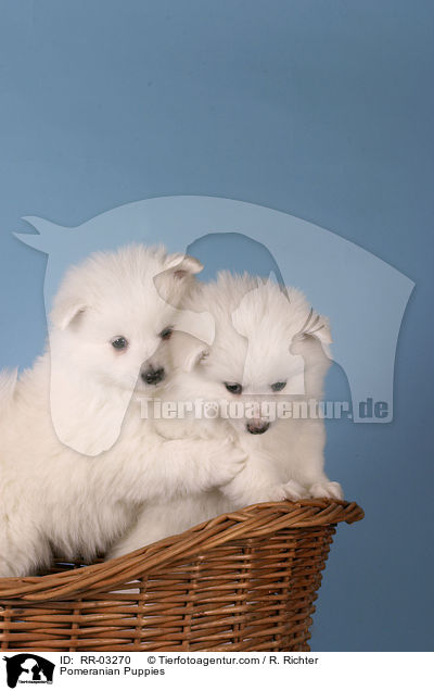 Spitz Welpen / Pomeranian Puppies / RR-03270