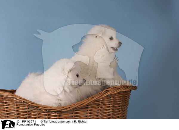 Pomeranian Puppies / RR-03271