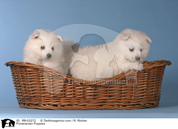 Spitz Welpen / Pomeranian Puppies / RR-03272
