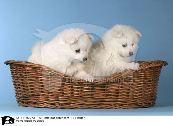 Spitz Welpen / Pomeranian Puppies / RR-03273