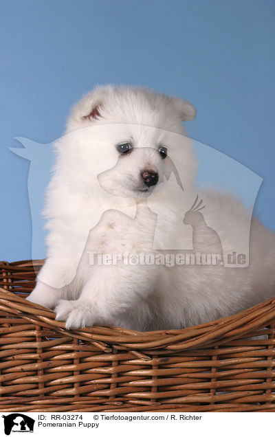 Pomeranian Puppy / RR-03274