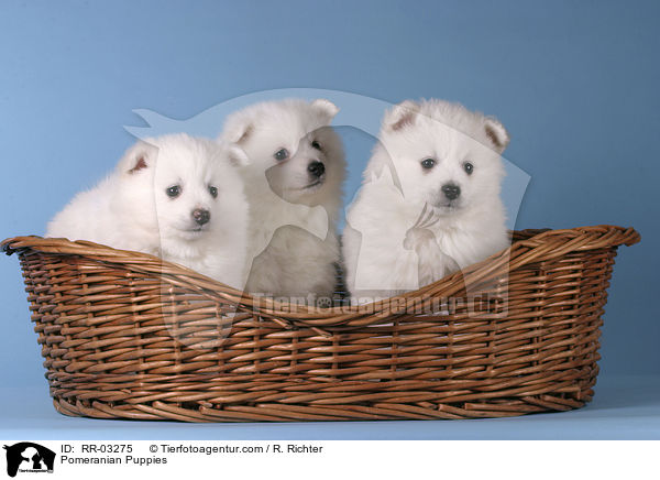 Spitz Welpen / Pomeranian Puppies / RR-03275