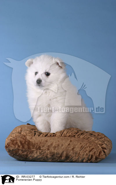 Pomeranian Puppy / RR-03277