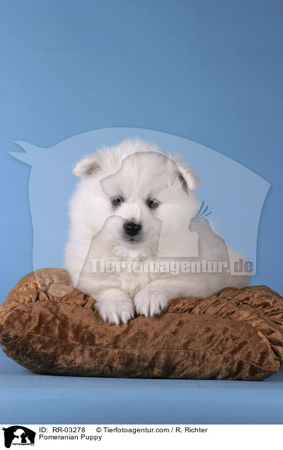 Spitz Welpe / Pomeranian Puppy / RR-03278