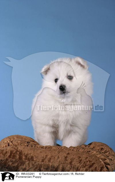 Spitz Welpe / Pomeranian Puppy / RR-03281