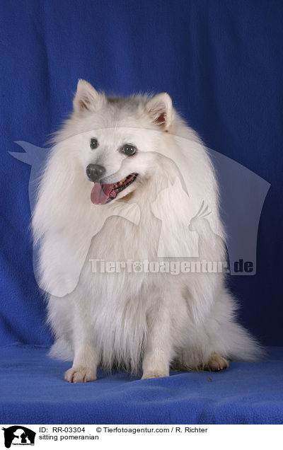 sitting pomeranian / RR-03304