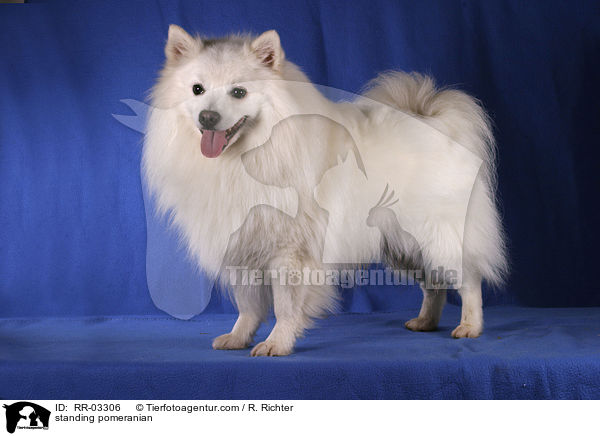 standing pomeranian / RR-03306