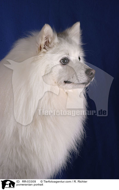 Spitz im Portrait / pomeranian portrait / RR-03309