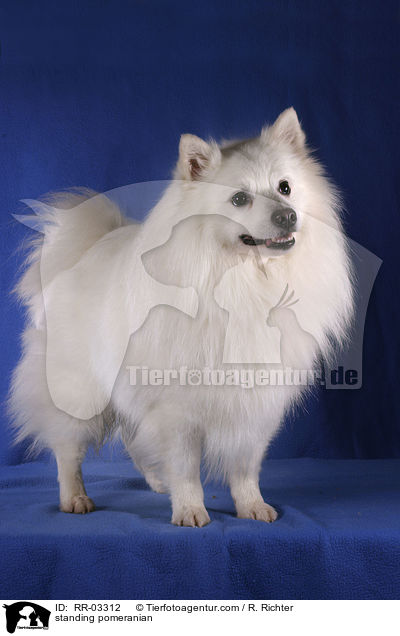 Spitz im Stand / standing pomeranian / RR-03312