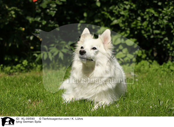 liegender Deutscher Mittelspitz / lying German Spitz / KL-09590