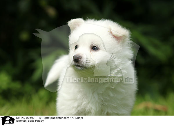 Deutscher Mittelspitz Welpe / German Spitz Puppy / KL-09597