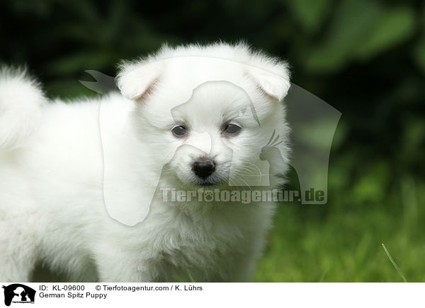 Deutscher Mittelspitz Welpe / German Spitz Puppy / KL-09600