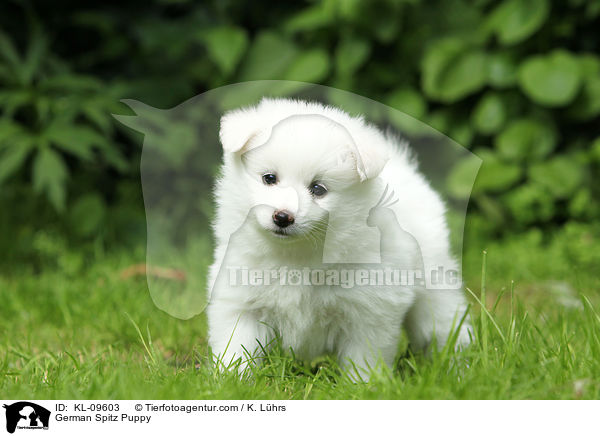 German Spitz Puppy / KL-09603