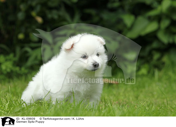 German Spitz Puppy / KL-09609