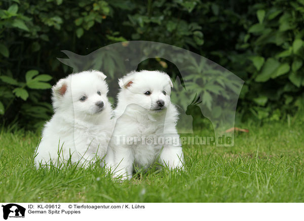 German Spitz Puppies / KL-09612