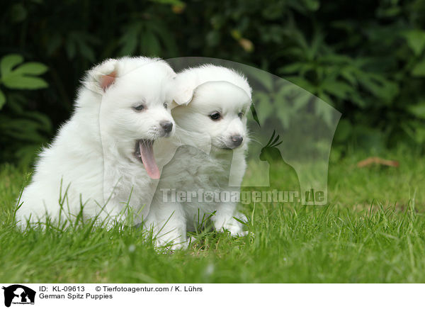 Deutsche Mittelspitz Welpen / German Spitz Puppies / KL-09613