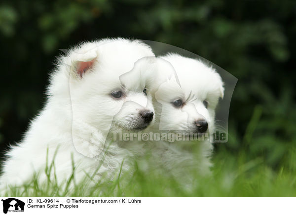 German Spitz Puppies / KL-09614