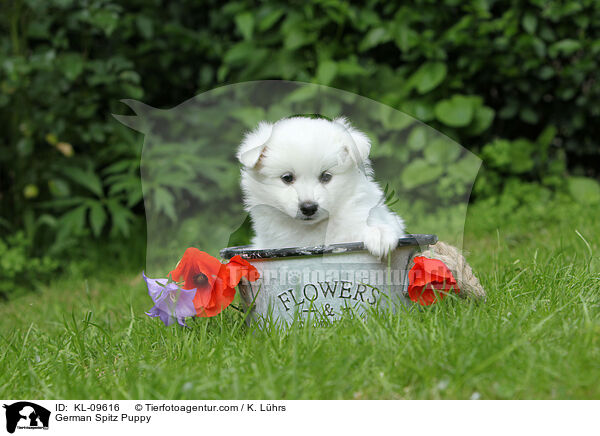 German Spitz Puppy / KL-09616