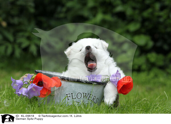 Deutscher Mittelspitz Welpe / German Spitz Puppy / KL-09618