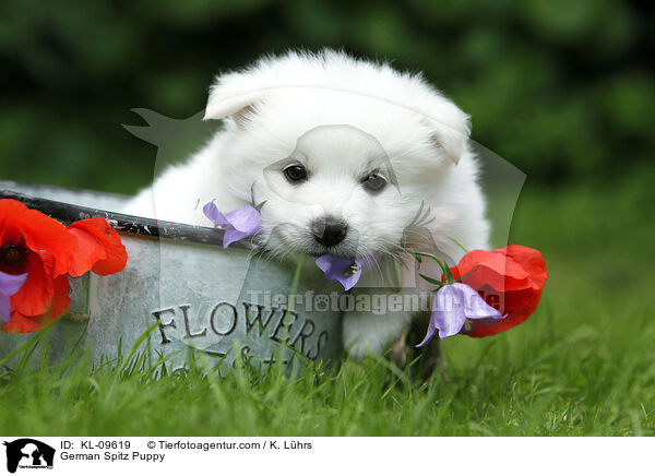 Deutscher Mittelspitz Welpe / German Spitz Puppy / KL-09619