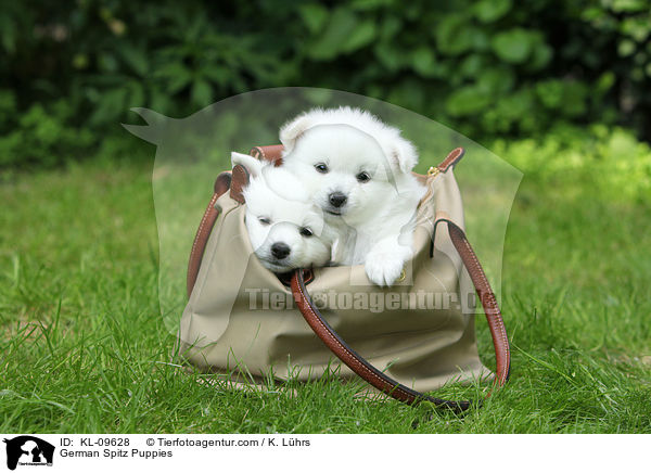 Deutsche Mittelspitz Welpen / German Spitz Puppies / KL-09628