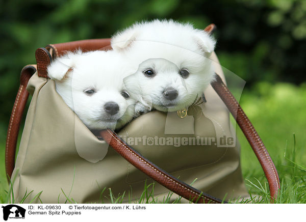 Deutsche Mittelspitz Welpen / German Spitz Puppies / KL-09630