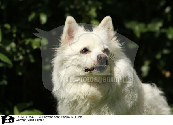 German Spitz portrait / KL-09632
