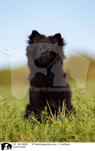 junger Mittelspitz / young spitz / JH-16691
