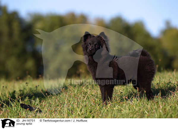 junger Mittelspitz / young spitz / JH-16701