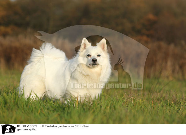 german spitz / KL-10002