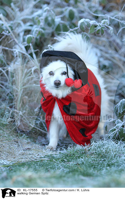 laufender Deutscher Mittelspitz / walking German Spitz / KL-17555