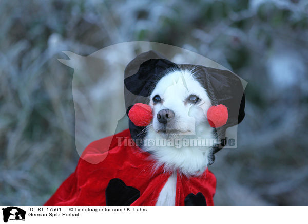 Deutscher Mittelspitz Portrait / German Spitz Portrait / KL-17561