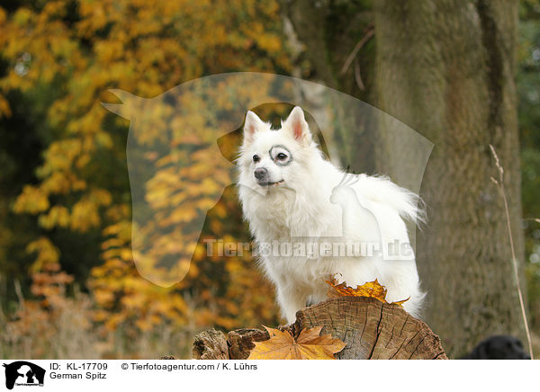 Deutscher Mittelspitz / German Spitz / KL-17709