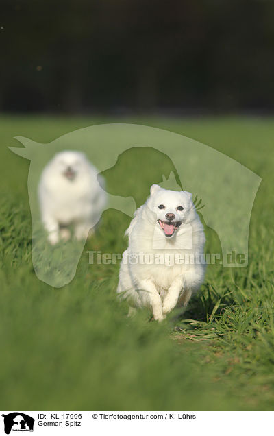 German Spitz / KL-17996