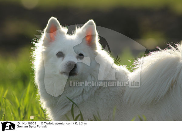 Deutscher Mittelspitz Portrait / German Spitz Portrait / KL-18003