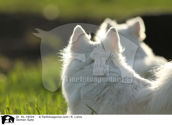 Deutsche Mittelspitze / German Spitz / KL-18004