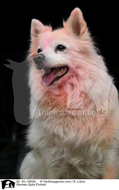 Deutscher Mittelspitz Portrait / German Spitz Portrait / KL-18006