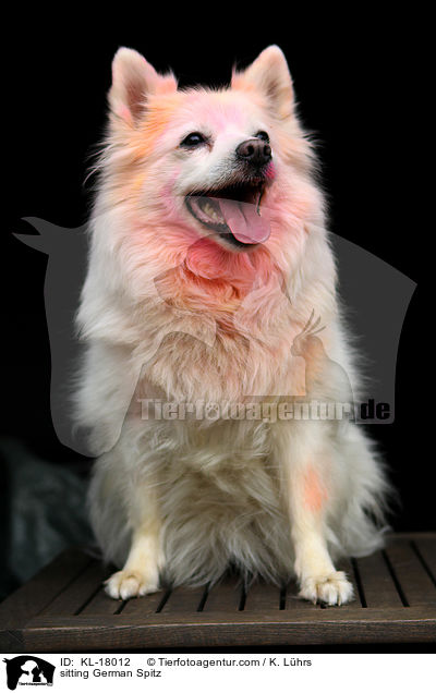 sitzender Deutscher Mittelspitz / sitting German Spitz / KL-18012