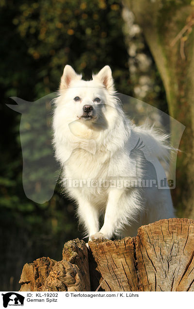 Deutscher Mittelspitz / German Spitz / KL-19202