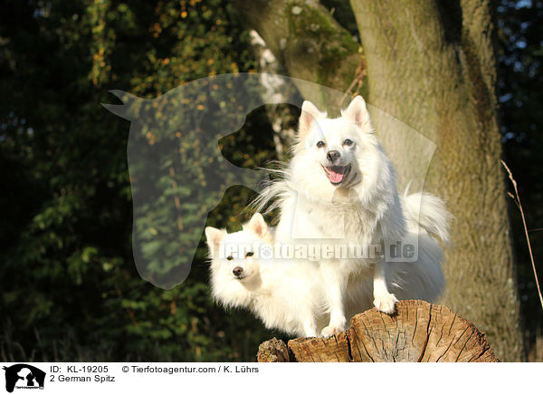 2 Deutsche Mittelspitze / 2 German Spitz / KL-19205