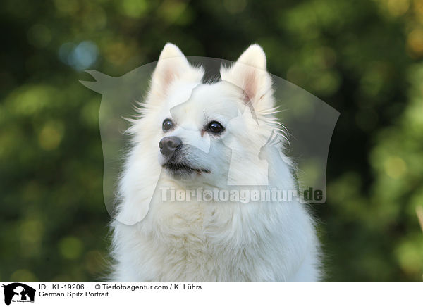 German Spitz Portrait / KL-19206