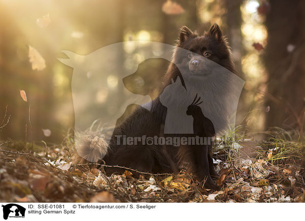 sitzender Deutscher Mittelspitz / sitting German Spitz / SSE-01081