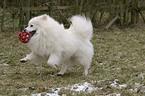 playing pomeranian