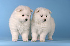 Pomeranian Puppies