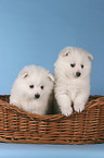 Pomeranian Puppies